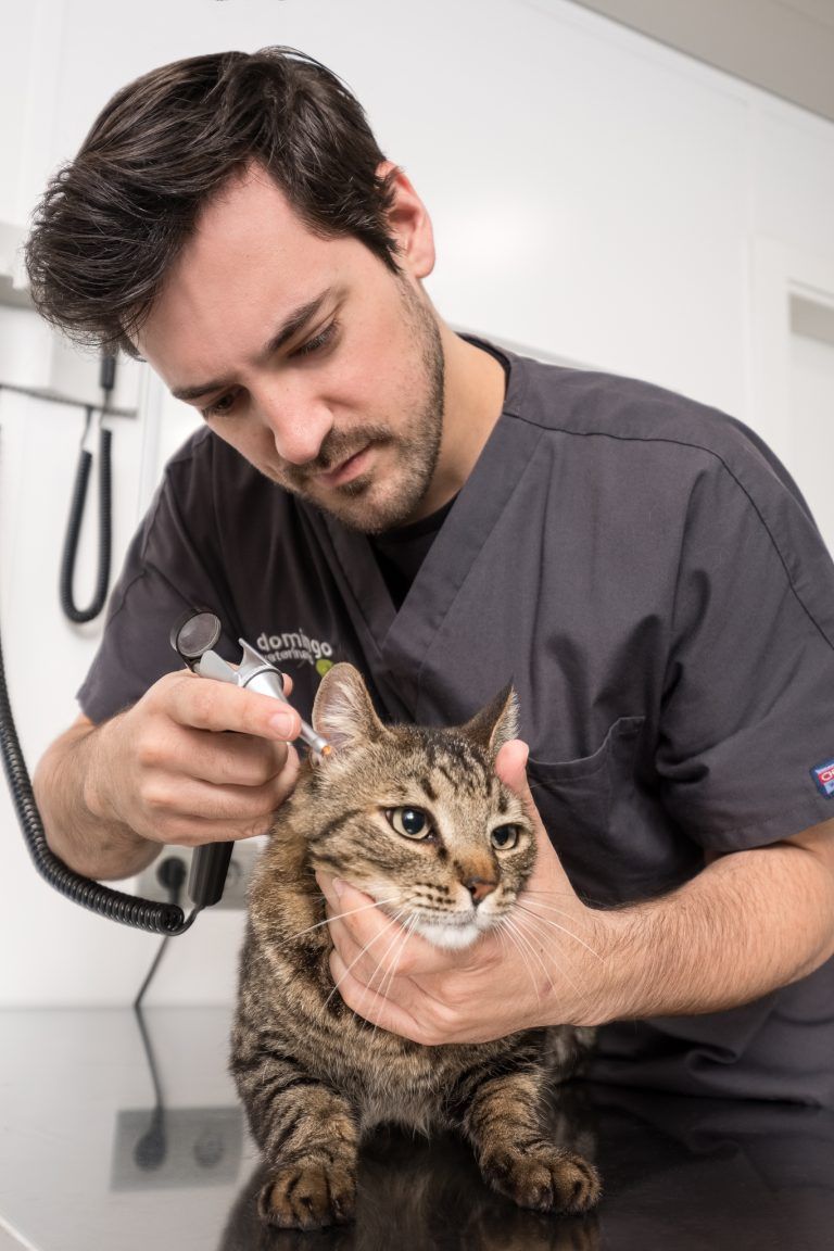 Veterinario con gato. Fotografia Publicitaria Tarragona