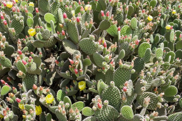 Fotografia de cactus en el entorno de la casa rural Lo maset de Carmeta en Tivenys, Tarragona