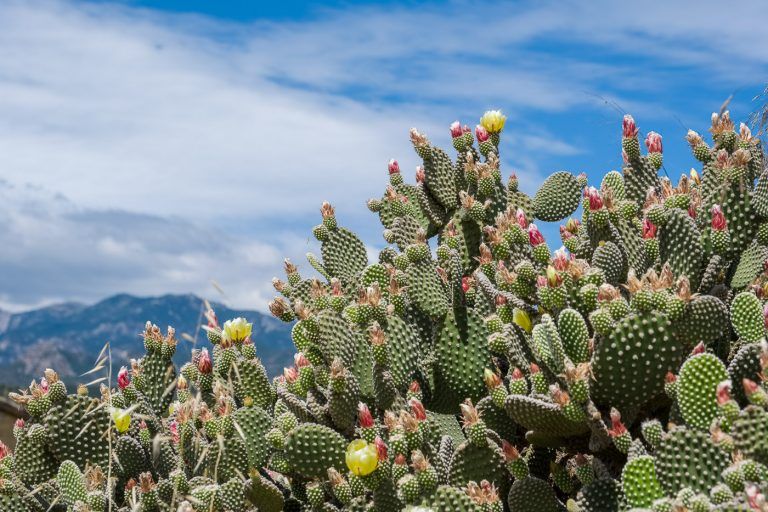 Fotografia de cactus y montanas dels ports en el entorno de la casa rural Lo maset de Carmeta en Tivenys, Tarragona