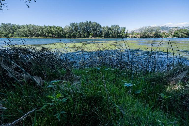Fotografia de la ribera del rio Ebro con vegetacion en el entorno de la casa rural Lo maset de Carmeta en Tivenys, Tarragona