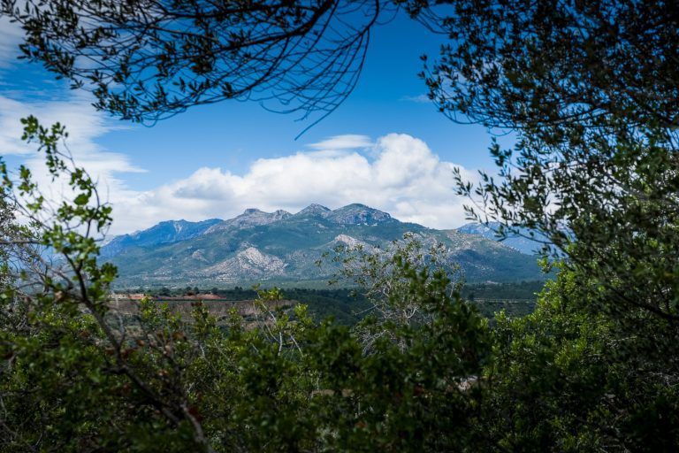 Fotografia de las montanas dels ports a traves de arboles en el entorno de la casa rural Lo maset de Carmeta en Tivenys, Tarragona