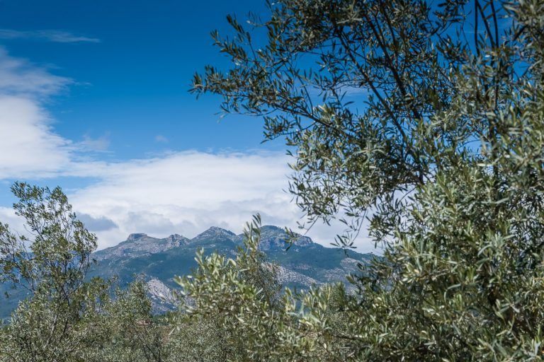 Fotografia de olivos con las montanas dels ports en el entorno de la casa rural Lo maset de Carmeta en Tivenys, Tarragona