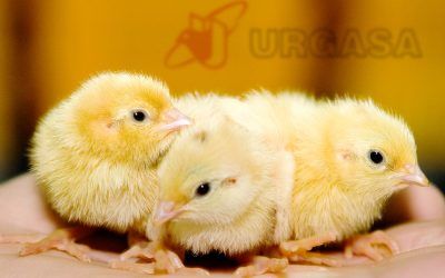 Galería Fotográfica de la Empresa Agroalimentaria URGASA