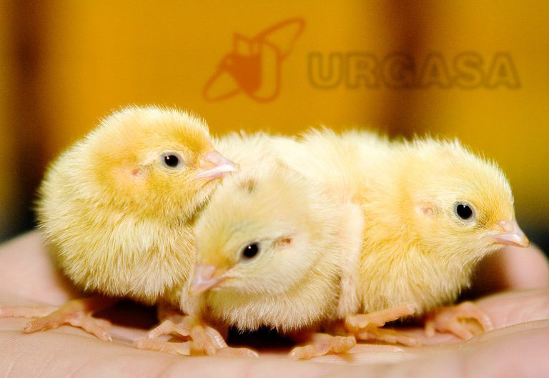 galería fotográfica de la empresa agroalimentária Urgasa. Pollitos en las instalaciones agroalimentarias URGASA