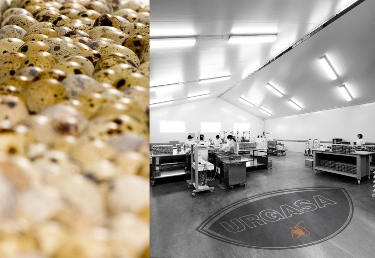 Huevos y sala en las instalaciones agroalimentarias URGASA
