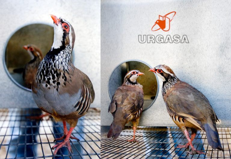 Perdices en las instalaciones agroalimentarias URGASA