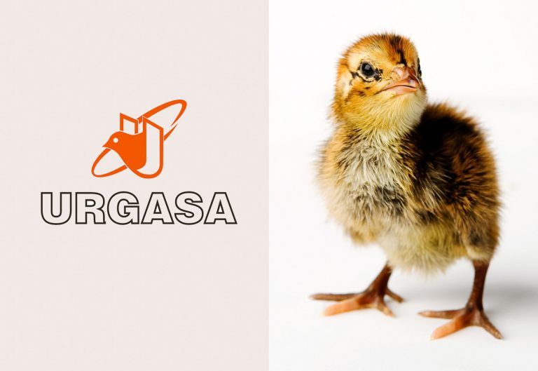 Pollito en las instalaciones agroalimentarias URGASA