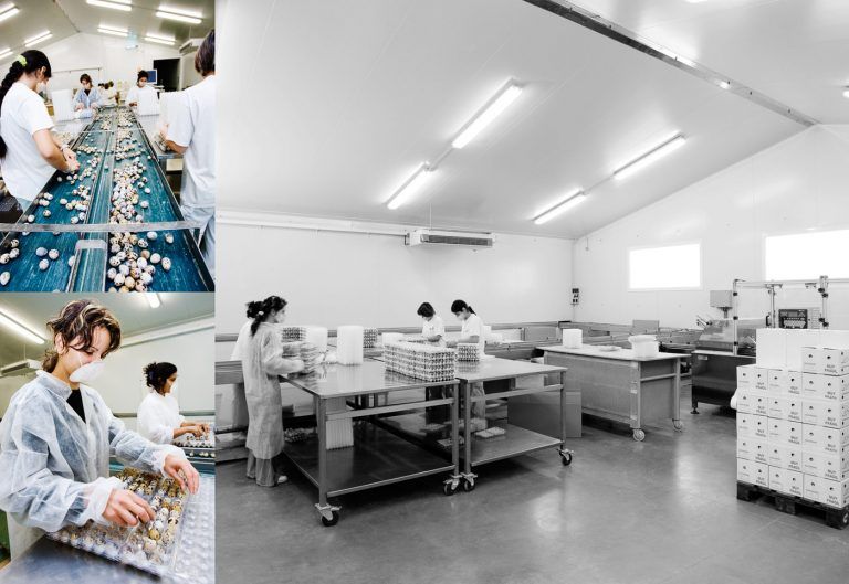 Triaje de huevos de codorniz en las instalaciones agroalimentarias URGASA
