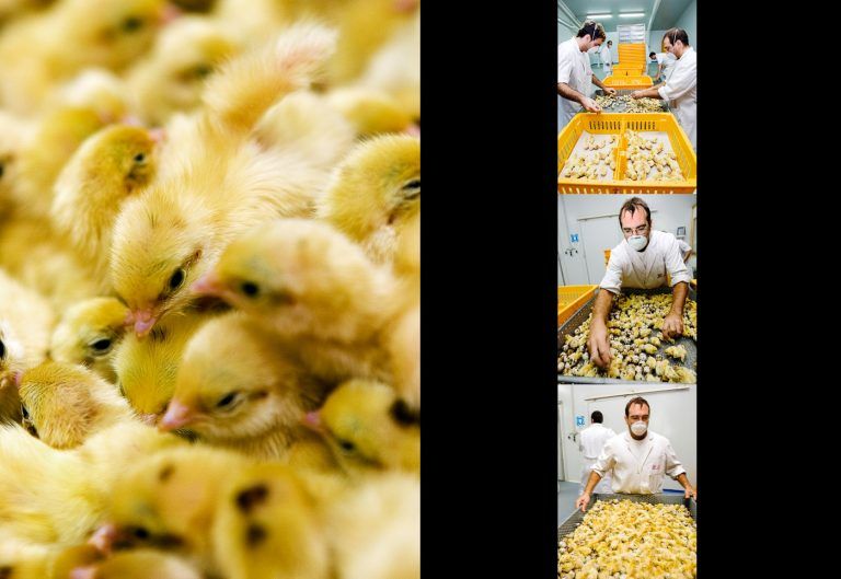 Triaje de pollitos en las instalaciones agroalimentarias URGASA
